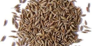Dried Cumin Seeds