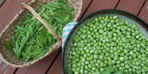 Organic Green Peas