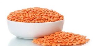 Red Lentil