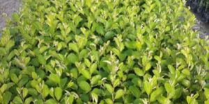 Thailand Green Apple Ber Plant