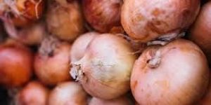 Fresh Organic Onion