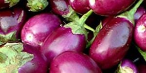 Fresh Organic Brinjal