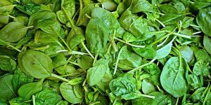 Fresh Spinach