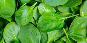 Fresh Spinach Leaves