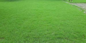 Selection No 1 Natural Grass