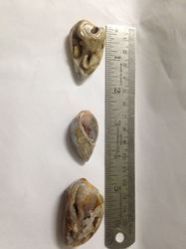 Druzy Agate Healing Power Gemstone