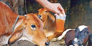 Cow Urine