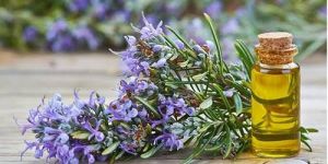 Rosemary Oil