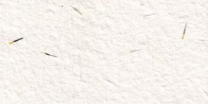 Plantable Seed Paper (Marigold)