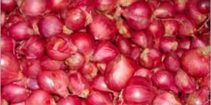 Fresh Small Red Onion