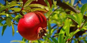 Pomegranate