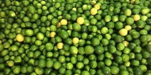 Yellow & Green Lemon