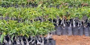 Mango Dasheri 51 Grafted Plant