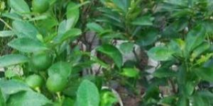 Nagpur Orange Grafted Plant