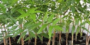 Neem Plant
