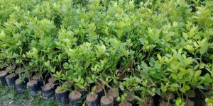 Seedless Thai Lemon Plant