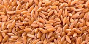 Bhaliya Wheat