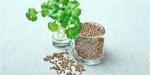 Coriander