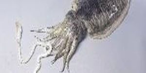 Frozen Cuttlefish