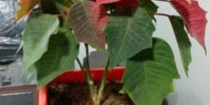 Self Watering Planter