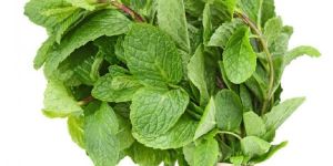 Fresh Mint Leaves