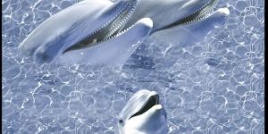 444-HL Digital Ceramic Wall Tiles