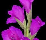 Gladiolus Flower