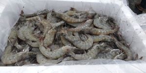 Chilled Vannamei Shrimp