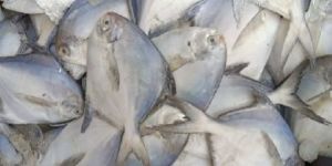 Frozen Pomfret Fish