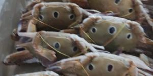 Frozen Three Spot Crab