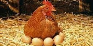 Chicken Eggs