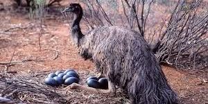 Emu Eggs