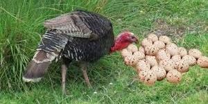 Turkey Eggs