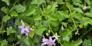 Solanum Trilobatum