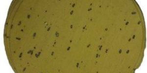 Punjabi Masala Papad