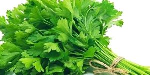 Fresh Coriander Leaves