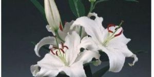 Santander Oriental Lilies Plant