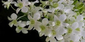 Singapore White Dendrobium Orchid Plant