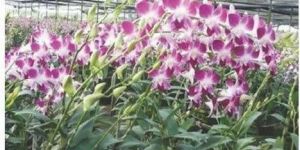 Sonia Earsakul Dendrobium Orchid Plant