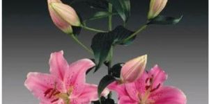 Sorbonne Oriental Lilies Plant