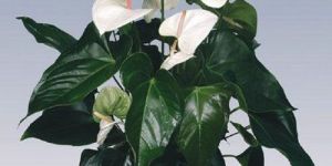 Sumi Anthurium Plant Pot