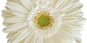 Susan Gerbera Flower