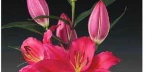 Tarrango Oriental Lilies Plant