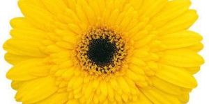 Tecla Gerbera Flower