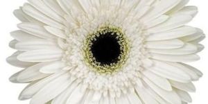 Teresa Gerbera Flower