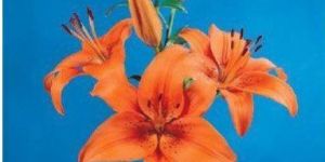 Tresor Asiatic Lilies Plant