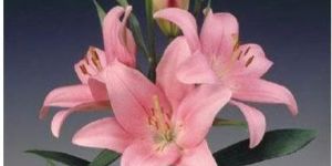 Turandot LA Lilies Plant