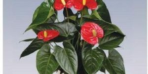 Turenza Anthurium Plant Pot