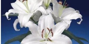 Universe Oriental Lilies Plant