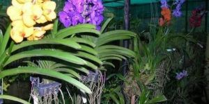 Vanda Orchid Plant